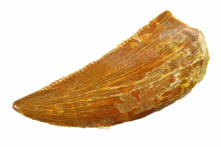 Serrated, Raptor Tooth - Real Dinosaur Tooth #295752